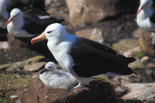 SaundersIs_BlackBrowedAlbatros_4808_m.jpg