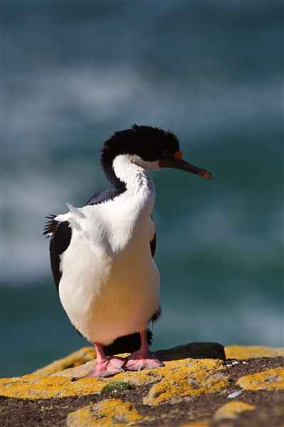 SaundersIs_BlueEyedCormorant_3190_3_m.jpg