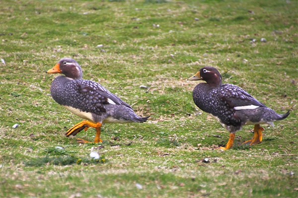 SaundersIs_Ducks_4626_m.jpg