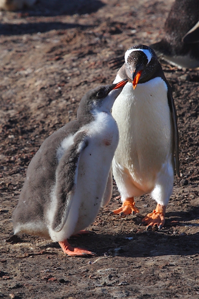 SaundersIs_GentooPenguins_3234_3_m.jpg