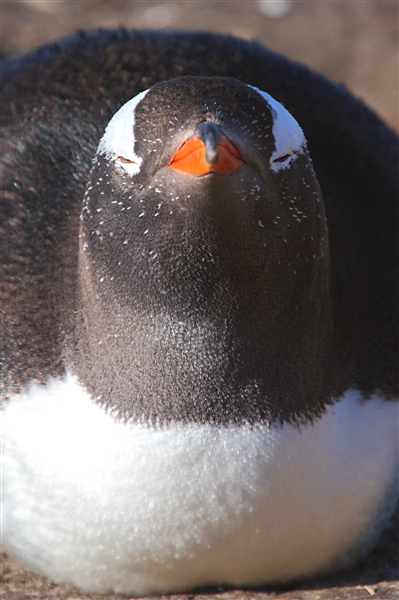 SaundersIs_GentooPenguins_3238_3_m.jpg