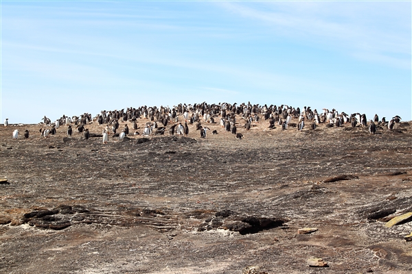 SaundersIs_GentooPenguins_4743_m.jpg