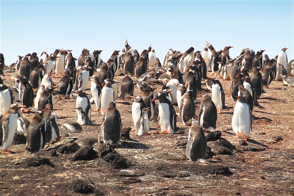 SaundersIs_GentooPenguins_4751_m.jpg