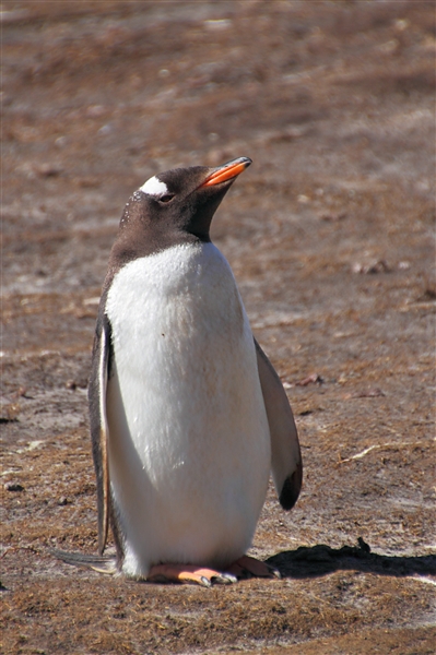 SaundersIs_GentooPenguins_4766_3_m.jpg