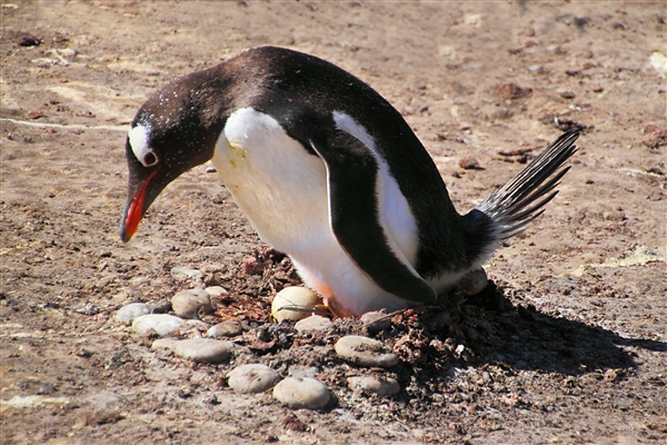 SaundersIs_GentooPenguins_4769_m.jpg