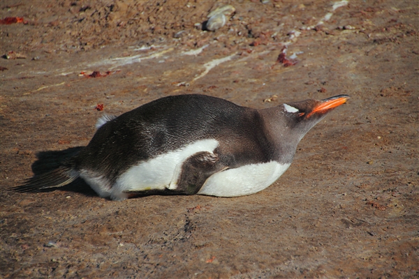 SaundersIs_GentooPenguins_4863_m.jpg