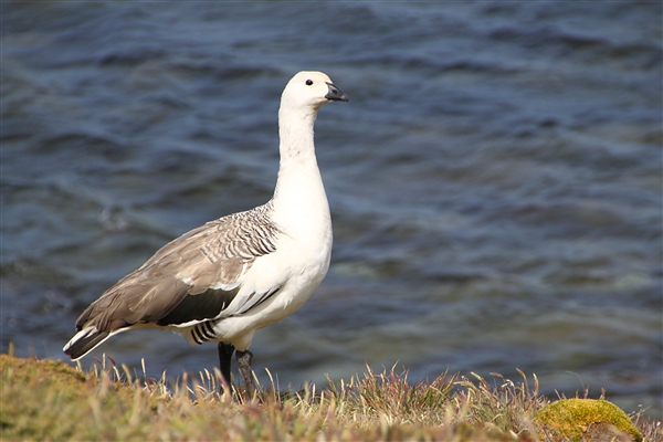 SaundersIs_KelpGeese_4729_m.jpg