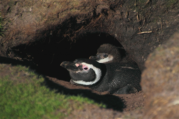 SaundersIs_MagallenicPenguins_4837_3_m.jpg