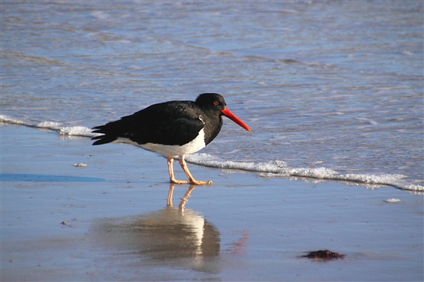 SaundersIs_OysterCatchers_4874_3_m.jpg