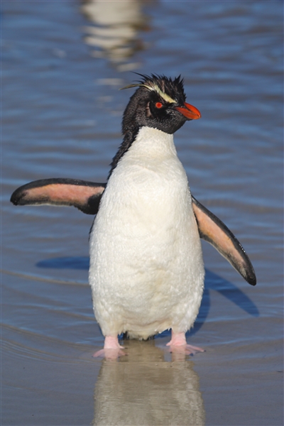 SaundersIs_RockHopperPenguins_3227_m.jpg