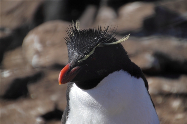 SaundersIs_RockHopperPenguins_4792.jpg