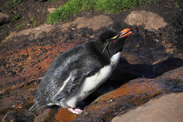 SaundersIs_RockHopperPenguins_4831.jpg