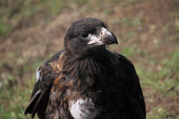 SaundersIs_StriatedCaraCara_4782.jpg