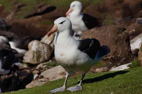 Saunders__Albatross_BlackBrowed_DSC05634.jpg