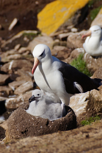 Saunders__Albatross_BlackBrowed_DSC05637.jpg