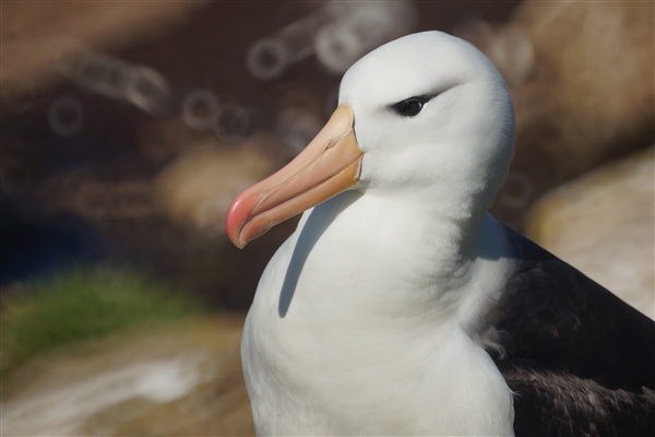 Saunders__Albatross_BlackBrowed_DSC05644.jpg