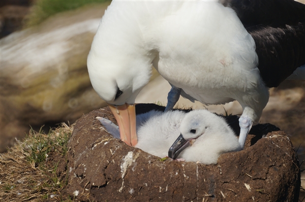 Saunders__Albatross_BlackBrowed_DSC05658.jpg