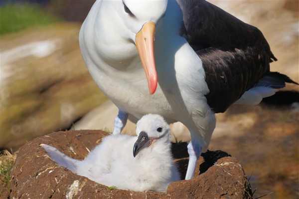 Saunders__Albatross_BlackBrowed_DSC05667.jpg