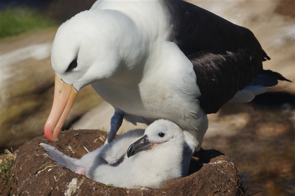 Saunders__Albatross_BlackBrowed_DSC05672.jpg