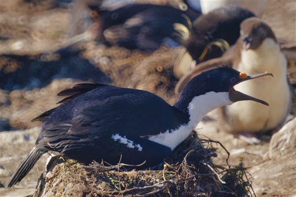 Saunders__Cormorant_Blue-eyed_DSC05704.jpg