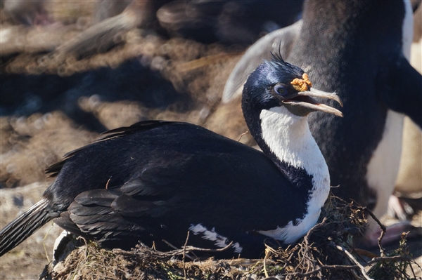 Saunders__Cormorant_Blue-eyed_DSC05707.jpg