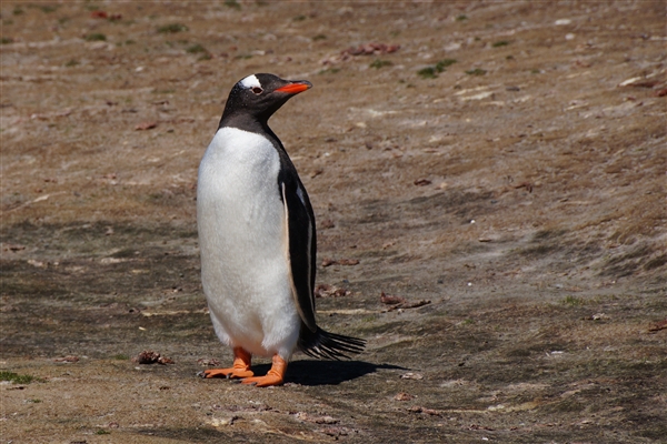 Saunders__Penguin_Gentoo_DSC05604.jpg