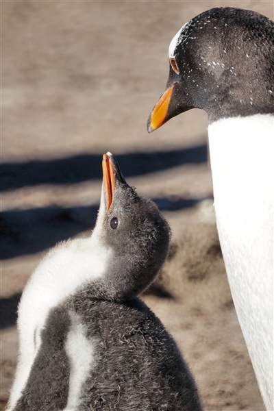 Saunders__Penguin_Gentoo_DSC05714.jpg