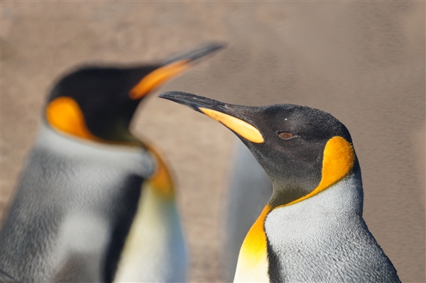 Saunders__Penguin_King_DSC05717.jpg