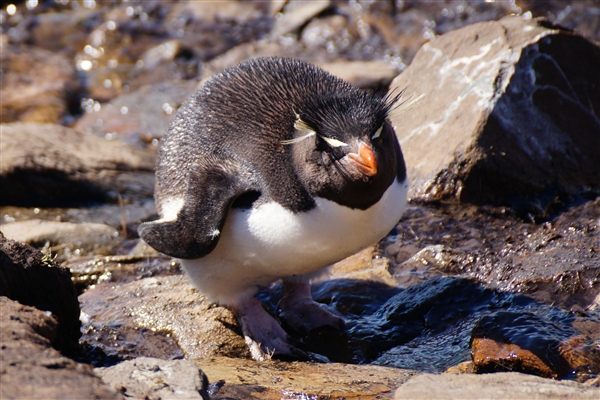 Saunders__Penguin_Rockhopper_DSC05630.jpg