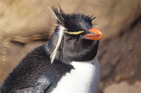 Saunders__Penguin_Rockhopper_DSC05675.jpg