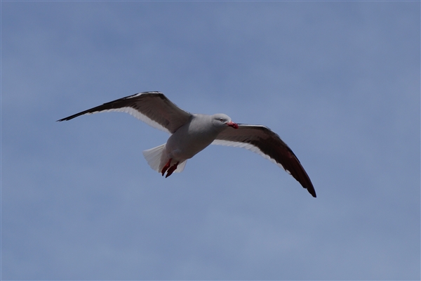 Stanley__Gull_Kelp_DSC05835.jpg