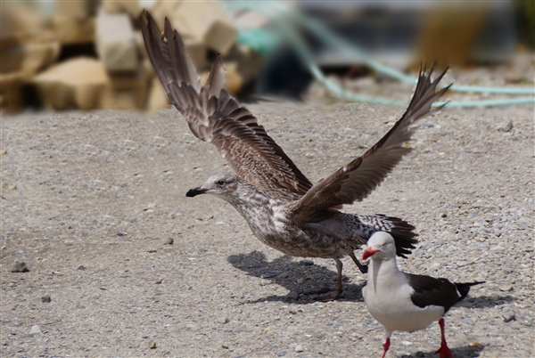 Stanley__Skua_Antarctic_DSC05866.jpg