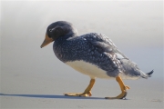 Carcass__Duck_Yellow-billed_DSC05519