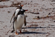 Carcass__Penguin_Gentoo_DSC05568