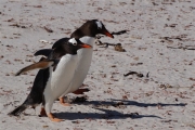 Carcass__Penguin_Gentoo_DSC05573