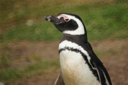 Carcass__Penguin_Magellanic_DSC05505