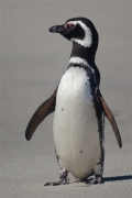 Carcass__Penguin_Magellanic_DSC05514