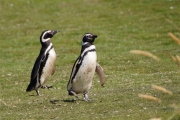 Carcass__Penguin_Magellanic_DSC05579