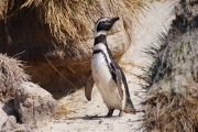 Carcass__Penguin_Magellanic_DSC05583