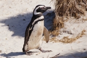 Carcass__Penguin_Magellanic_DSC05584