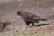 SaunderIs_StriatedCaraCara_3169_3_m