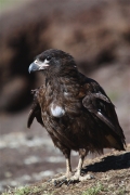 SaunderIs_StriatedCaraCara_3170_m