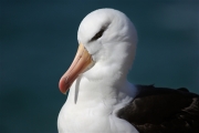 SaundersIs_BlackBrowedAlbatros_3188_m