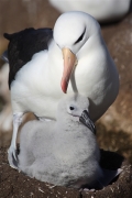 SaundersIs_BlackBrowedAlbatros_3215_3_m