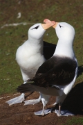 SaundersIs_BlackBrowedAlbatros_3220_3_m