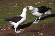 SaundersIs_BlackBrowedAlbatros_3221_m