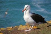 SaundersIs_BlackBrowedAlbatros_4800_m