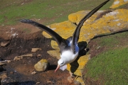 SaundersIs_BlackBrowedAlbatros_4824_m