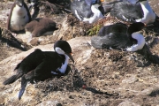 SaundersIs_BlueEyedCormorants_4788_3_m