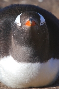 SaundersIs_GentooPenguins_3238_3_m